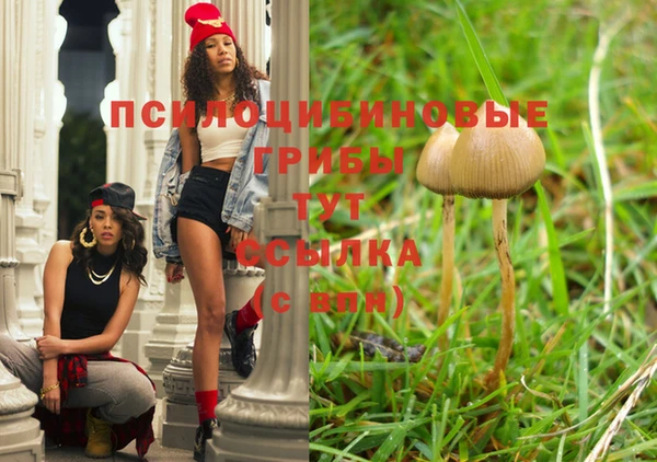 PSILOCYBIN Новокубанск